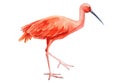 Tropical summer birds close up on isolated white background. Watercolor scarlet ibis