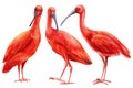 Tropical summer birds close up on isolated white background. Watercolor scarlet ibis