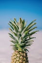 Tropical summer. Close-up fresh pineapple on the white beach. Royalty Free Stock Photo