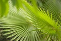 Tropical summer concept Livistona Chinensis palm tree leaves close up Royalty Free Stock Photo