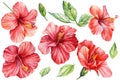 Tropical summer exotic flowers. Watercolor drawn hibiscus on isolated white background