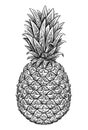 Pineapple sketch. Tropical summer fruit, hand drawn vector illustration