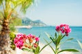 Tropical summer landscape with beach. Flowers and palm on first plan and sea, mountains and sky on background Royalty Free Stock Photo