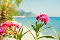 Tropical summer landscape with beach. Flowers and palm on first plan and sea, mountains and sky on background Royalty Free Stock Photo