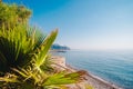 Tropical summer landscape with beach. Palm on first plan and sea, mountains and sky on background Royalty Free Stock Photo