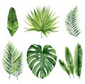 Tropical summer leaves. Exotic plant set for textile design, invitation tropical design, greeting, card, postcard