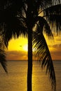 Tropical sunrise Royalty Free Stock Photo