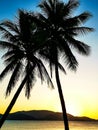 Tropical sunrise with palm trees at dawn. Silhouettes of palm trees at dawn. Royalty Free Stock Photo