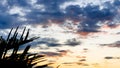 A tropical sunset behind palm leaves.Sun shining through palm tree leaves Royalty Free Stock Photo