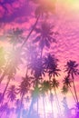 Tropical sunset with coconut palm trees retro stylized with light leaks Royalty Free Stock Photo