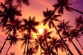 Sunset coconut palm trees silhouettes Royalty Free Stock Photo