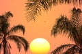 Tropical sunset. Coconut palms Royalty Free Stock Photo