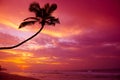 Tropical sunset over the ocean with coconut palm tree silhouette at tranquil summer beach Royalty Free Stock Photo