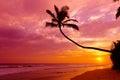 Tropical sunset over the ocean with coconut palm tree silhouette at tranquil summer beach Royalty Free Stock Photo