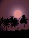 Tropical sunset, palm tree silhouette Royalty Free Stock Photo