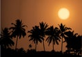 Tropical sunset, palm tree silhouette Royalty Free Stock Photo