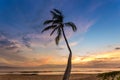 Tropical Sunset Palm Royalty Free Stock Photo