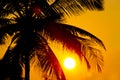 Tropical sunset, palm trees and big sun Royalty Free Stock Photo