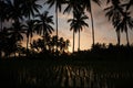 Tropical sunset with palm trees and a rice field in Bali, Indonesia, Asia