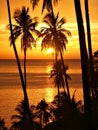 Tropical sunset with palm trees silhouette. Royalty Free Stock Photo