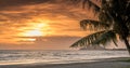 Tropical sunset with palm trees silhouette