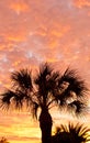 Tropical sunset with palm trees in silhouette Royalty Free Stock Photo