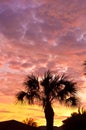 Tropical sunset with palm trees in silhouette Royalty Free Stock Photo