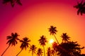 Tropical sunset. Palm trees at vivid sunset with colorful sky Royalty Free Stock Photo