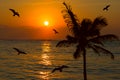 Tropical sunset scene Royalty Free Stock Photo