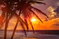 Tropical sunset scene with palms Royalty Free Stock Photo