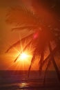 Tropical sunset scene with palms