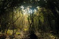 Ethereal sunlight streaming through forest thickets Royalty Free Stock Photo