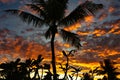 Tropical sunset, silhouetted coconut palm