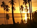 Tropical sunset with trees silhouette.