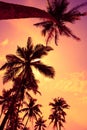 Tropical sunset vivid sky and palm trees Royalty Free Stock Photo