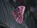 tropical swallowtail moth