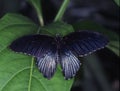 tropical swallowtail moth