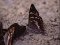 tropical swallowtail moth