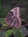 tropical swallowtail moth