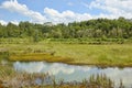 Tropical Swamp Royalty Free Stock Photo