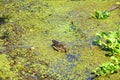 Tropical swamp with alligator Royalty Free Stock Photo