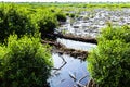 Tropical Swamp Royalty Free Stock Photo