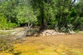 Tropical swamp with green trees and cactus.