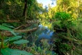 Tropical swamp Royalty Free Stock Photo