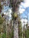 Tropical swamp plants and forest in Everglades, Florida Royalty Free Stock Photo