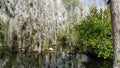 Tropical swamp plants and forest in Everglades, Florida