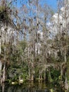 Tropical swamp plants and forest in Everglades, Florida