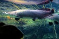 Tropical sweet water fish Arapaima Gigas, known also as Pirarucu in tropical aquarium in a zoological facility