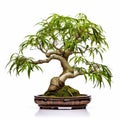 Tropical Symbolism: Bamboo Bonsai For Home Or Office Royalty Free Stock Photo