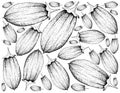 Hand Drawn Background of Baobab or Adansonia Fruits